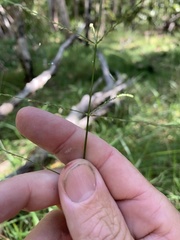 Digitaria parviflora