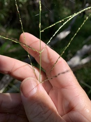 Digitaria parviflora