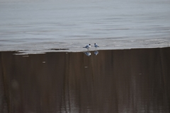 Chroicocephalus ridibundus