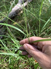 Digitaria parviflora