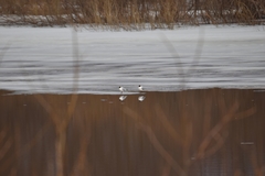 Chroicocephalus ridibundus