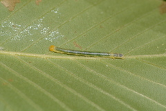 Trigrammia quadrinotaria