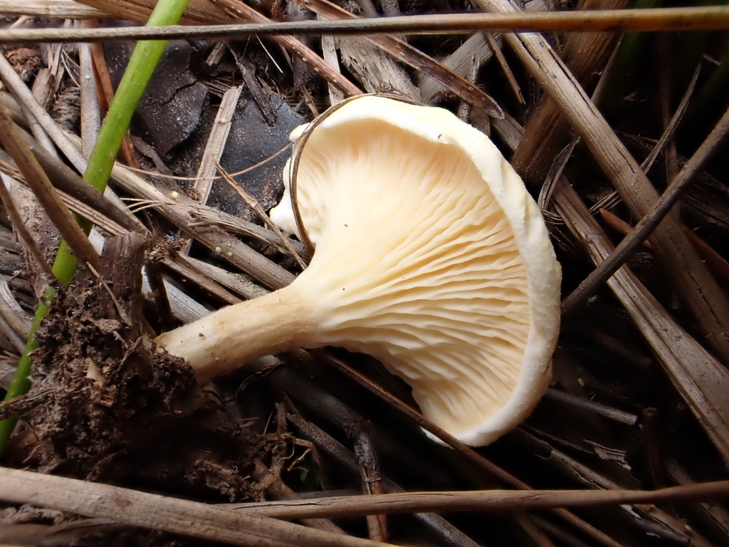 Brunette False Chanterelle