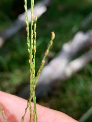 Digitaria parviflora
