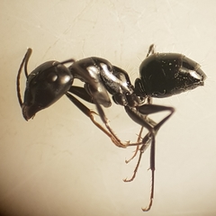 Camponotus foreli