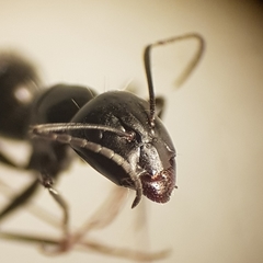 Camponotus foreli
