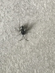 Evania appendigaster
