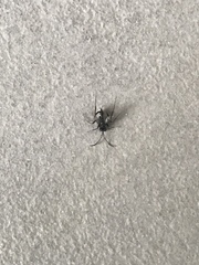 Evania appendigaster