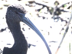 Plegadis chihi × Plegadis falcinellus