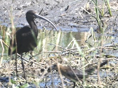 Plegadis chihi × Plegadis falcinellus