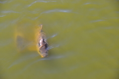 Cyprinus carpio