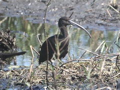 Plegadis chihi × Plegadis falcinellus