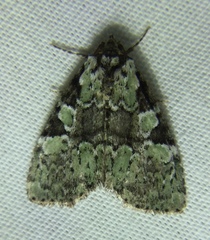 Leuconycta lepidula