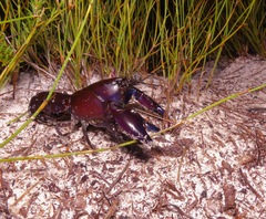 Cherax robustus
