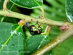 Chrysocoris eques