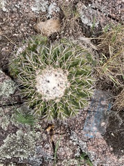 Parodia langsdorfii