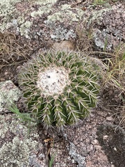 Parodia langsdorfii