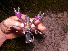 Cherax robustus