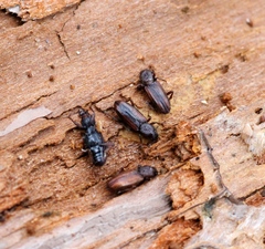 Bothrideres bipunctatus