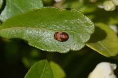 Insecta