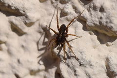 Pardosa