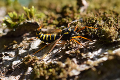 Ctenophora flaveolata