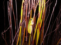Litoria cooloolensis