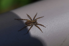 Pardosa