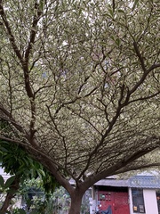 Terminalia mantaly 'triciolor'