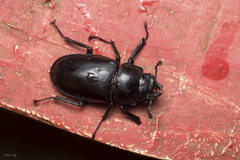 Prosopocoilus girafa nilgirensis