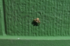Xysticus