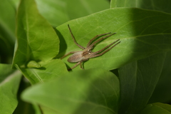 Pisaura mirabilis