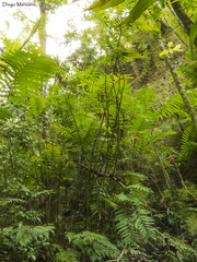 Chamaedorea quezalteca