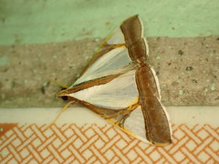 Agrioglypta eurytusalis