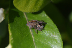 Carrhotus xanthogramma