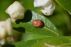 Insecta