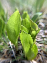 Symplocarpus foetidus