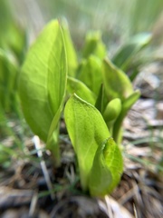 Symplocarpus foetidus