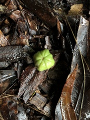 Acronychia baeuerlenii