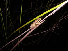 Litoria olongburensis