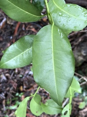 Acronychia baeuerlenii