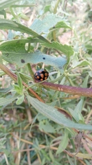 Botanochara decempustulata