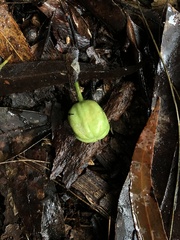 Acronychia baeuerlenii