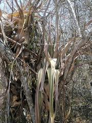 Tillandsia huamelulaensis
