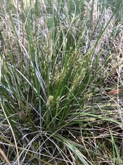 Carex sterilis