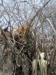 Tillandsia huamelulaensis