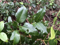 Acronychia baeuerlenii