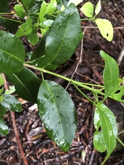 Acronychia baeuerlenii