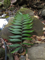 Chamaedorea quezalteca