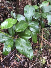 Acronychia baeuerlenii